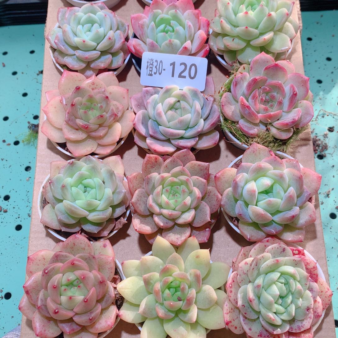 30-120一物一拍多肉带盆18颗