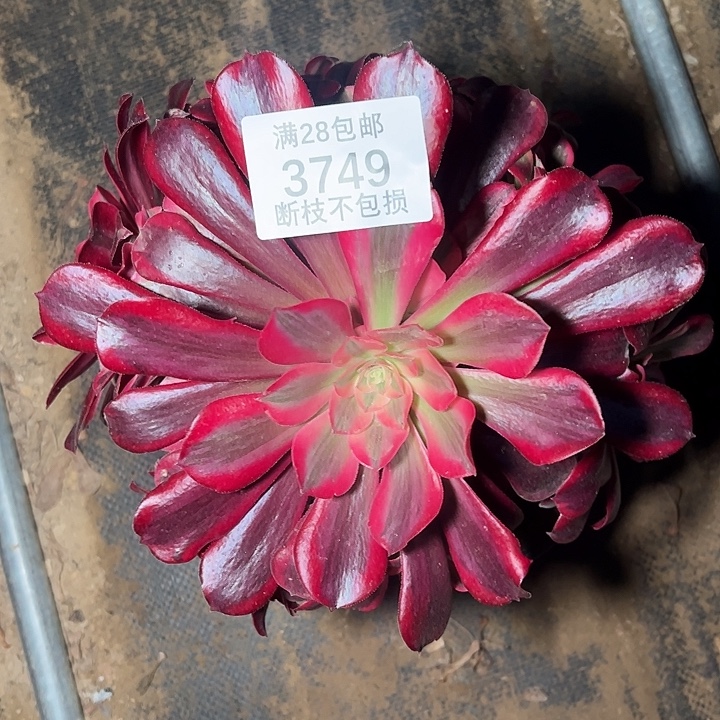 3749歪桩美杜莎多肉植物