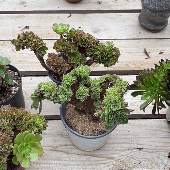 快***心满28包邮都不大呀呀呀