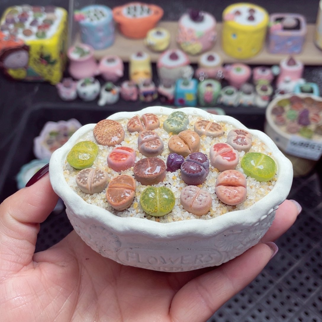 w9869 带盆土发货-零下地区拍保温箱