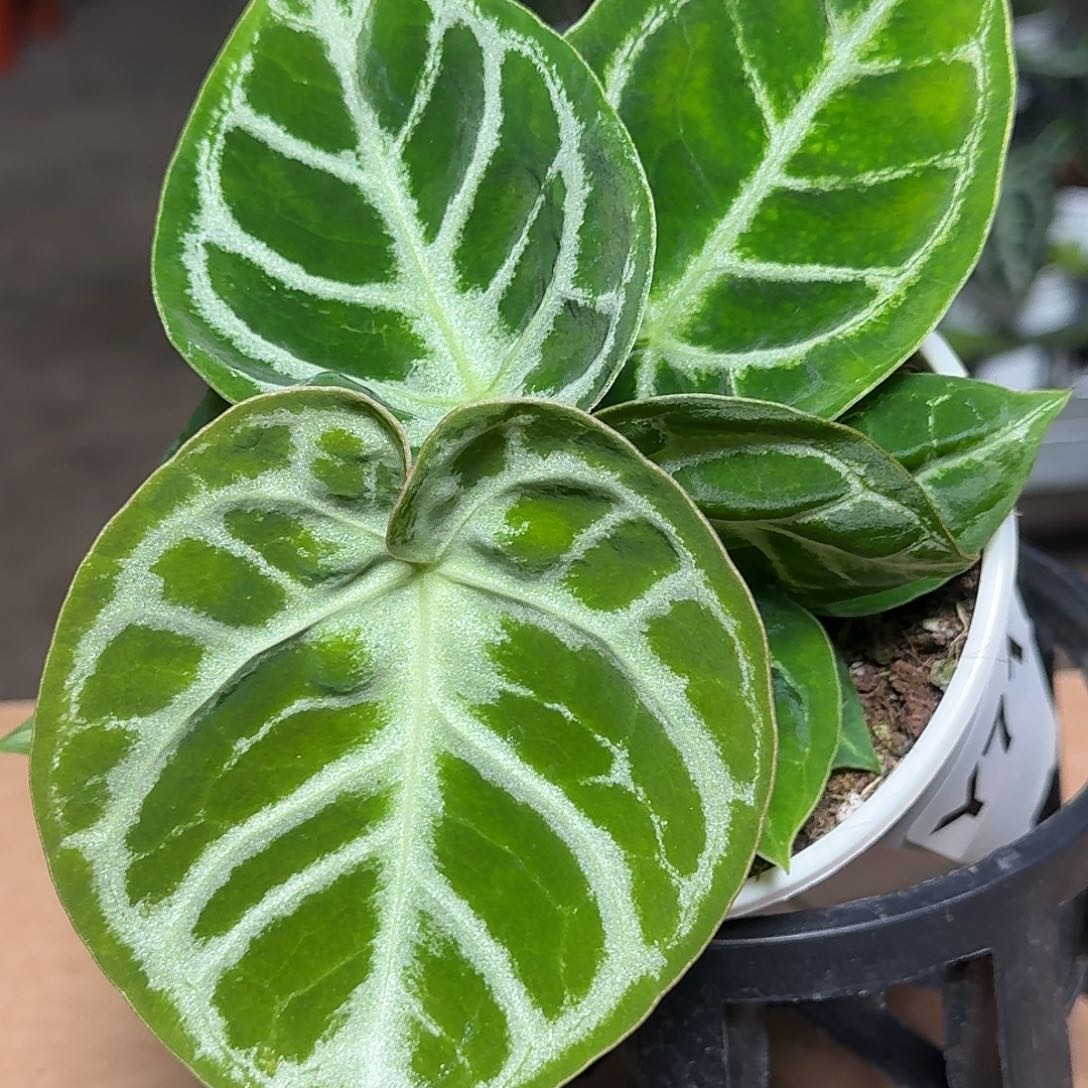 完全开放Y71铜锣烧