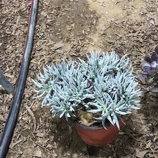 仙女杯多肉植物001