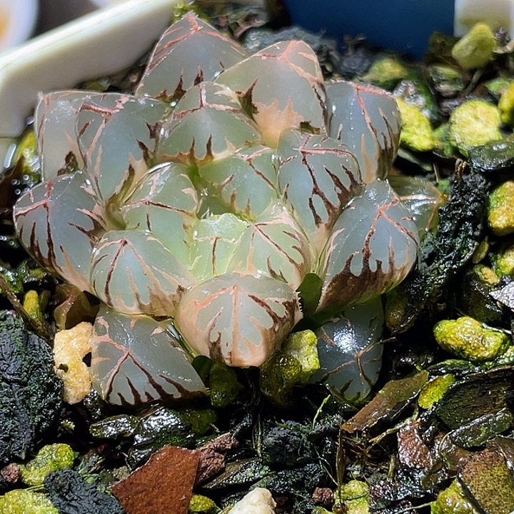504水晶灯锦特选福利