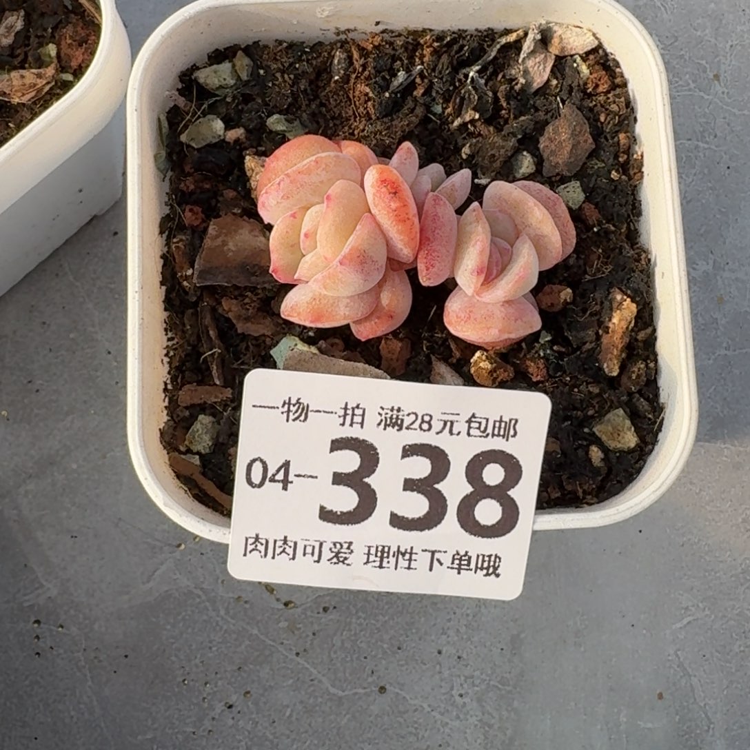 石化桔子冰无盆土发货