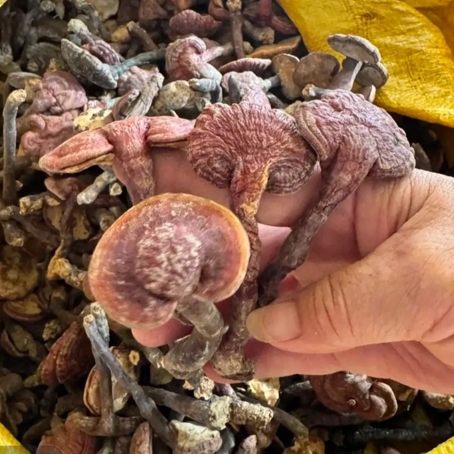 正宗灵芝野外自然生长无硫熏可煲汤煮水搭配桑黄非皂角米