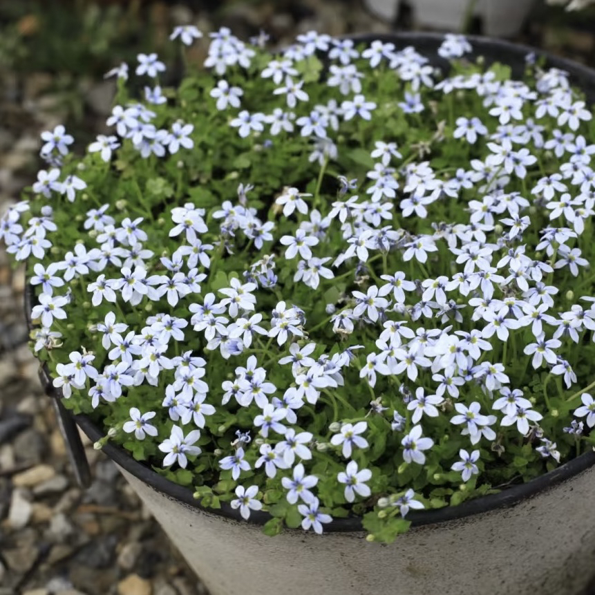 【新西兰半边莲】110口径（6盆包邮）进口多年生开花耐寒耐热四季常绿