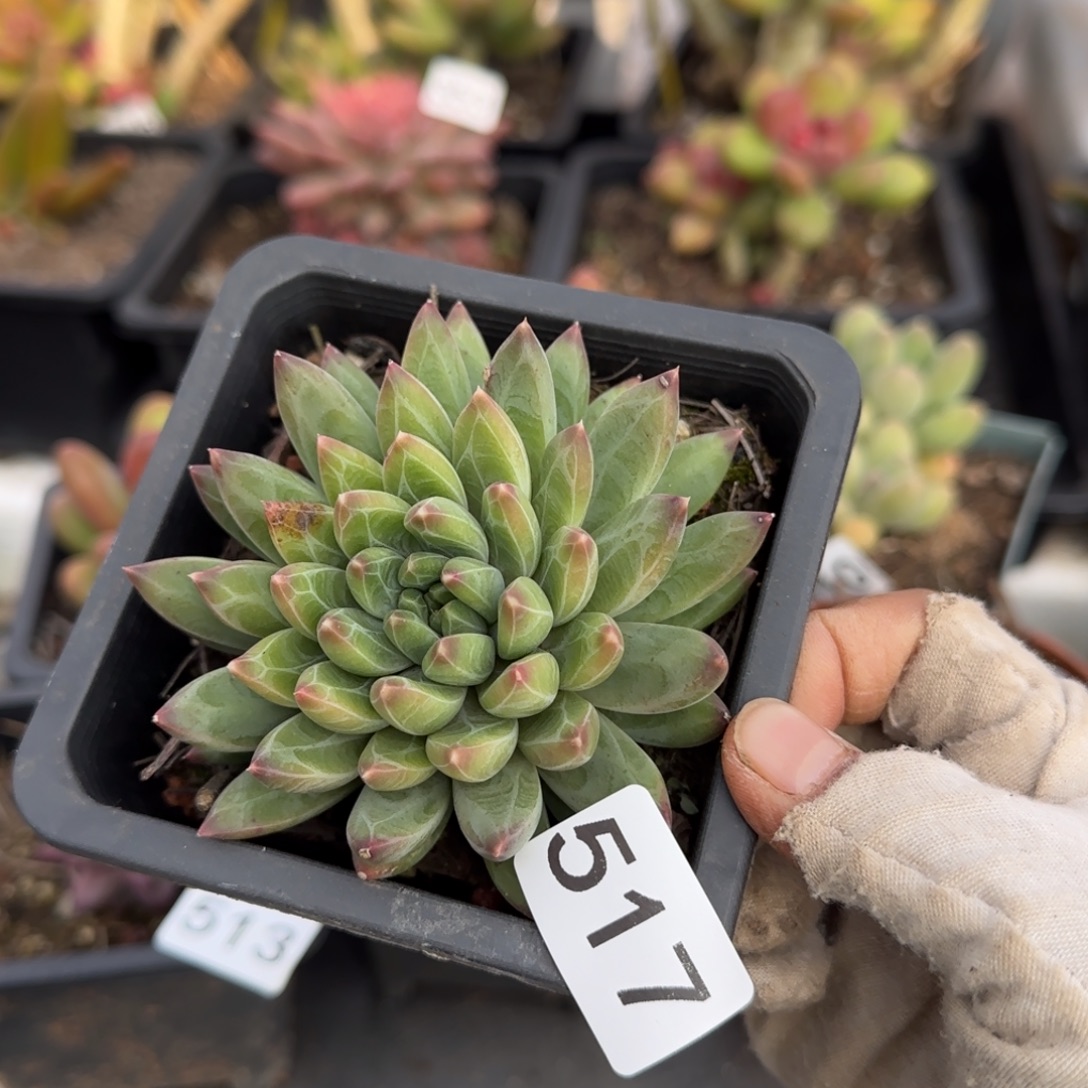 517号一物一拍一物一拍