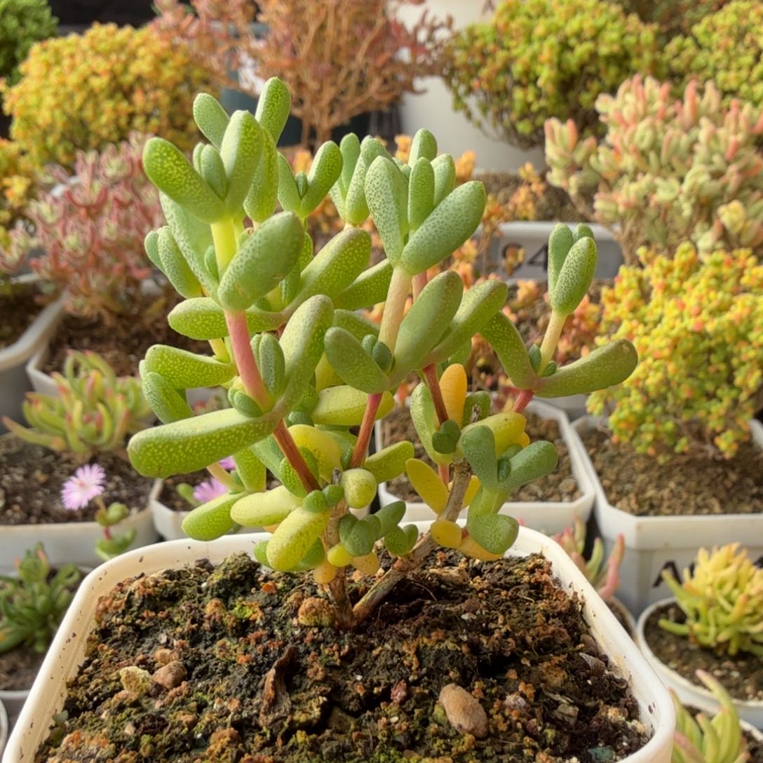 A036爱心枝干一物一拍