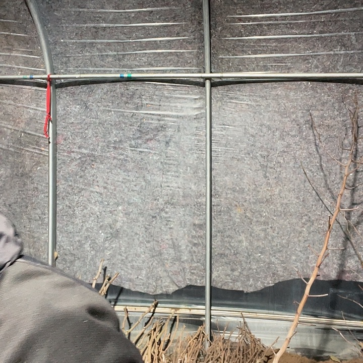 军***歌无花朵油潘一物一拍树苗