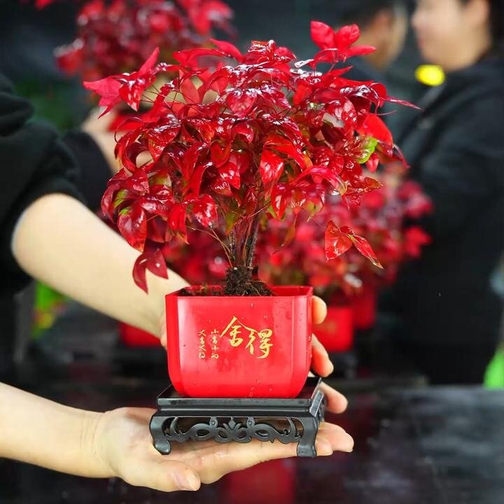 火焰南天竹盆栽客厅室内绿植红叶桌面盆景小矮桩特级树苗四季好养