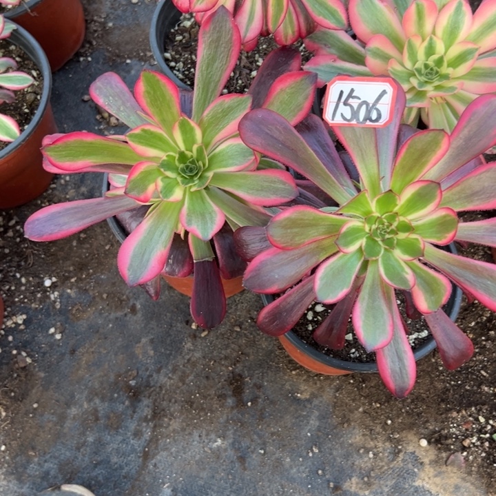多肉植物1506不售后