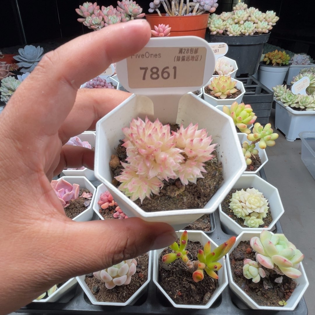 7861麦秆群4.5厘米