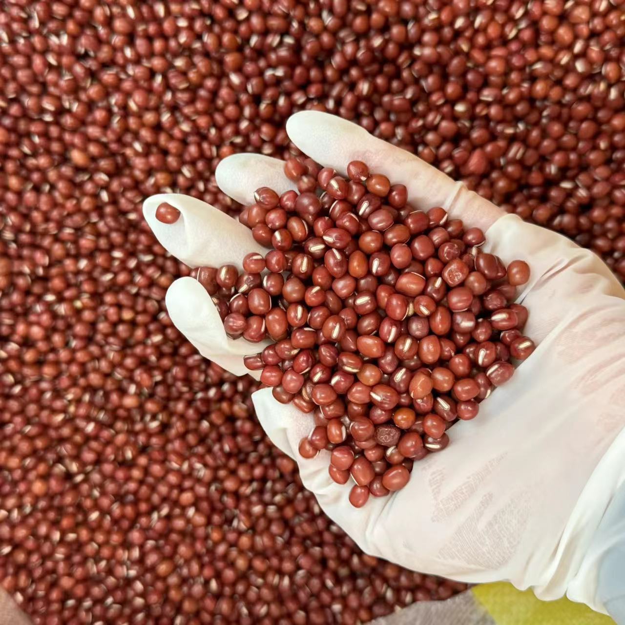 培辉堂精选 红豆