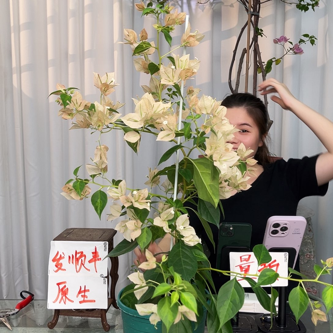 当前无花栽培后可以开花暗班马斯带竹一颗