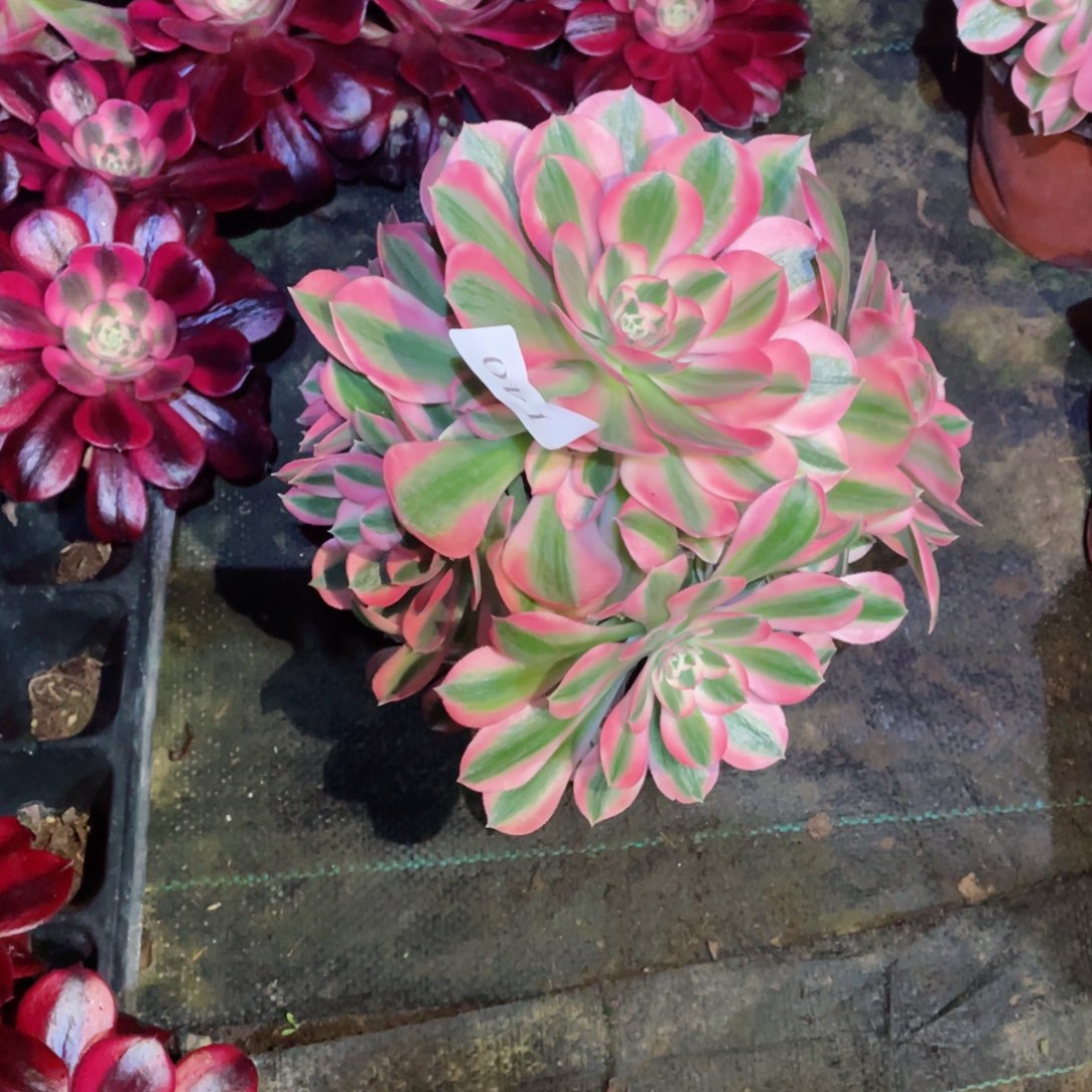 多肉植物女巫140