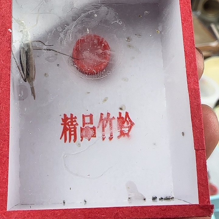 蟋蟀黑紫一只…………乌