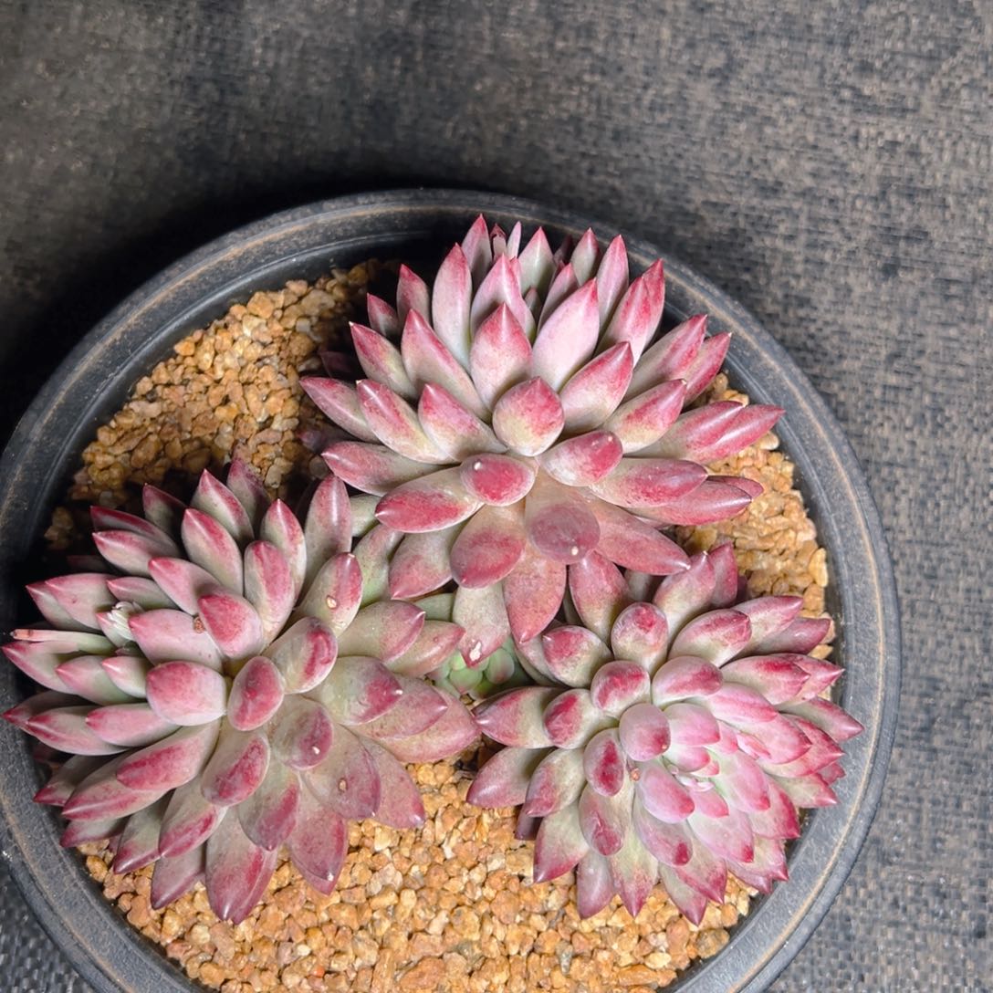 小姐妹寄养的美肉