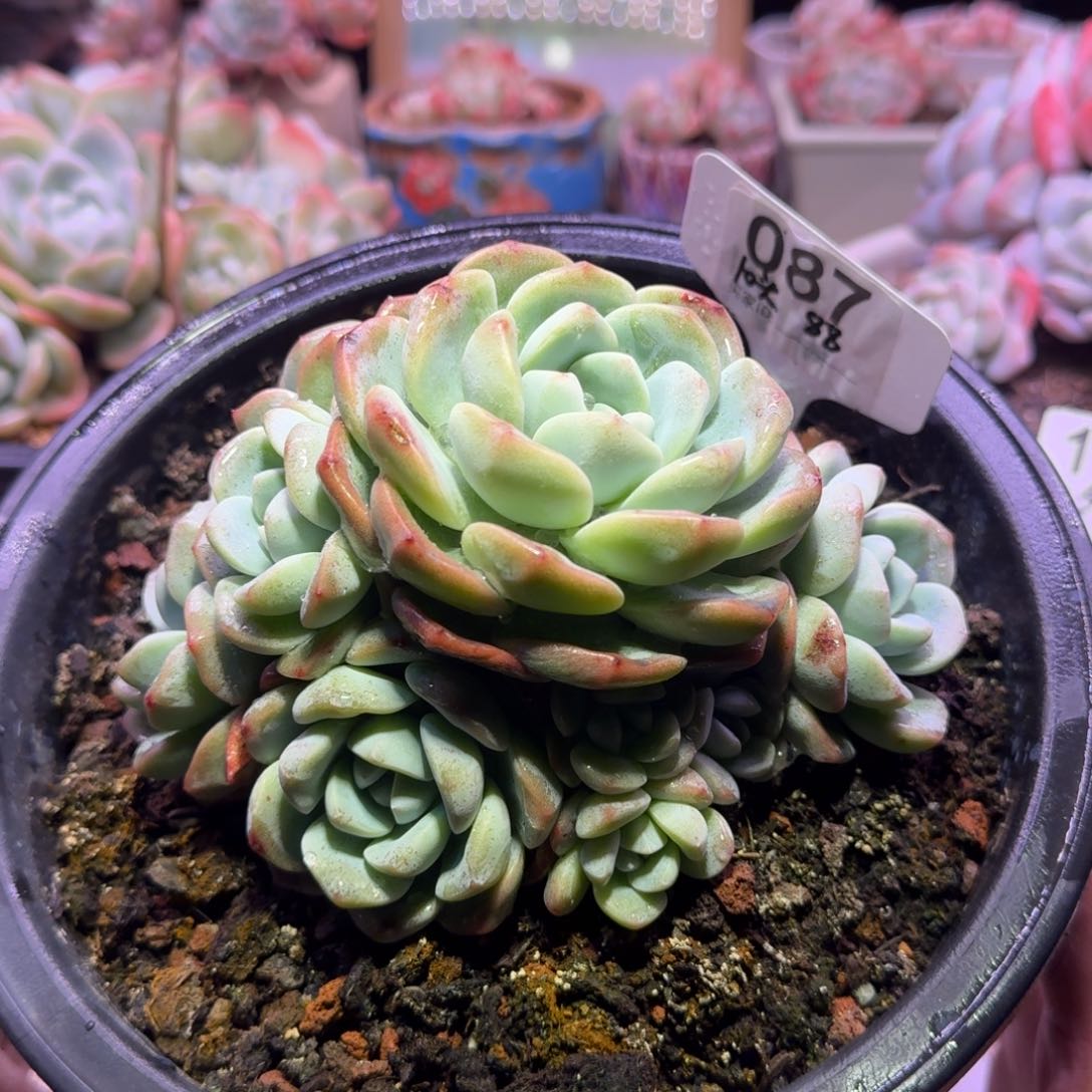 10头冰玉手捧88米