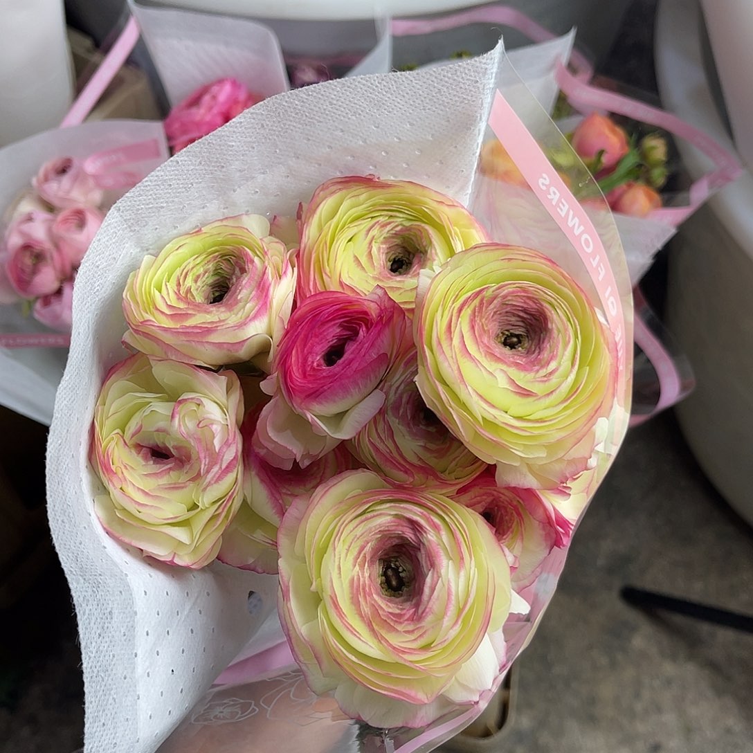 全部花苞洋牡丹（蜜桃西柚）一扎