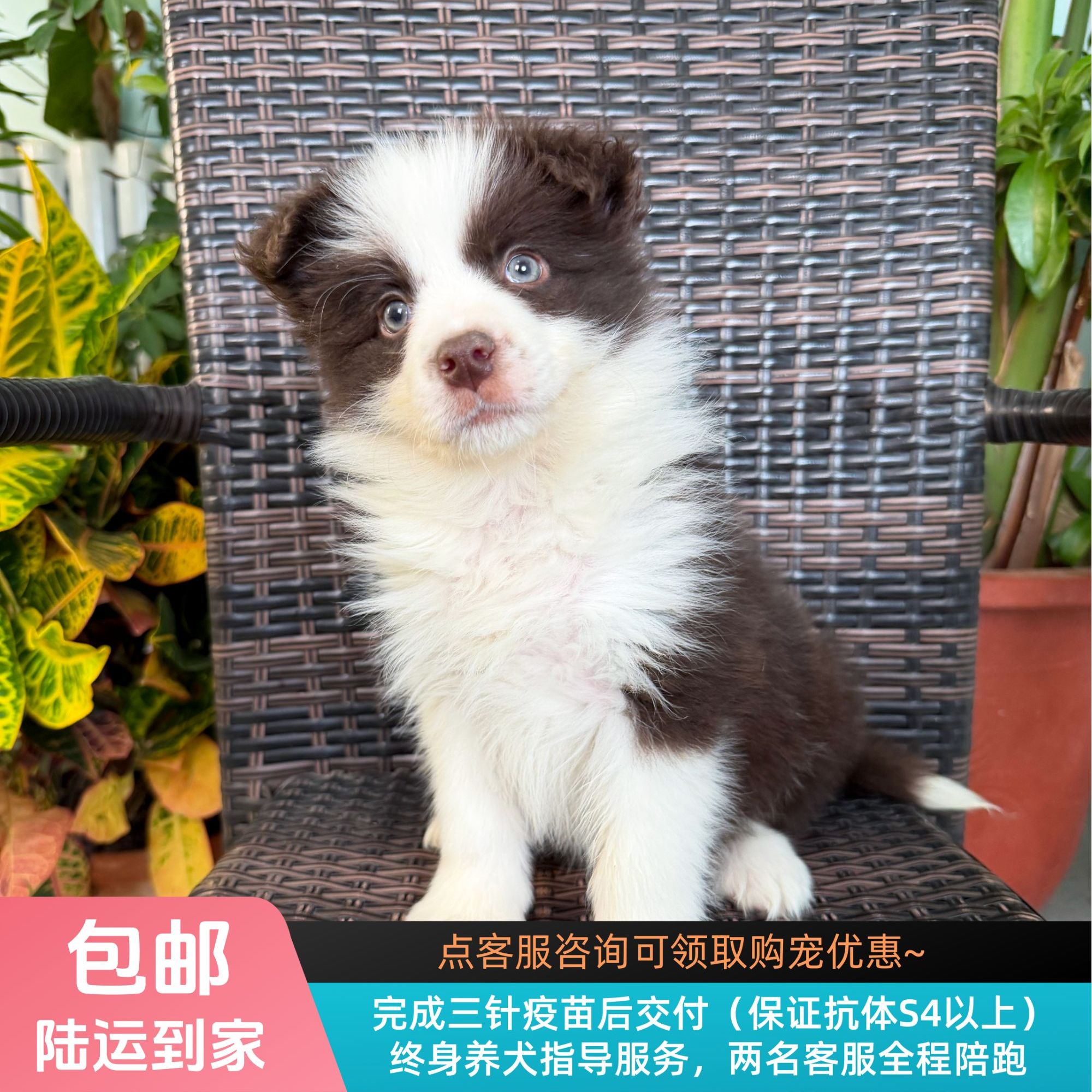 仙草-咖啡色边牧妹妹纯种小狗边境牧羊犬宠物幼犬