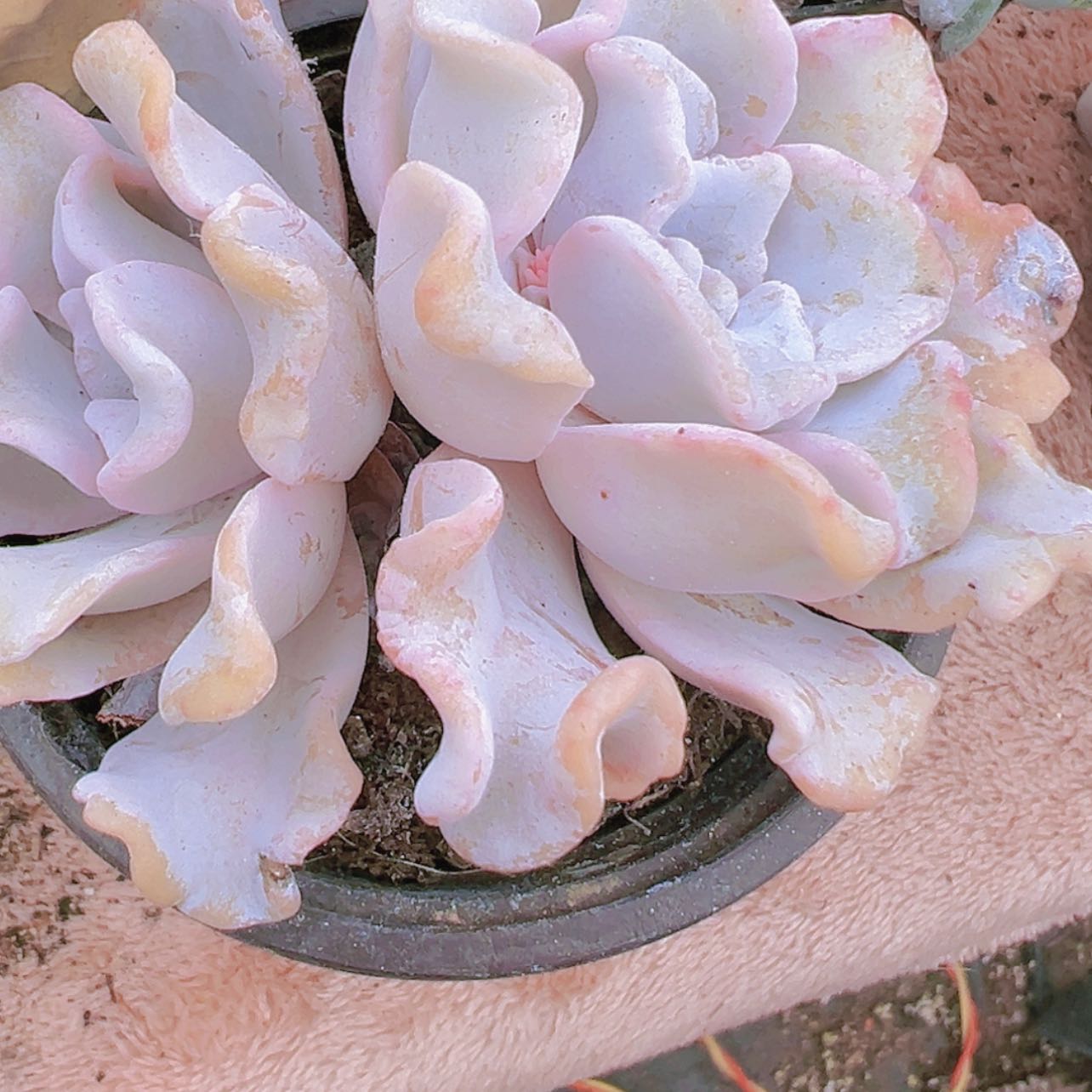 【闪购商品】老桩芭蕾舞者多肉