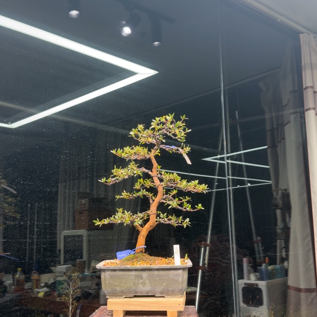 大***流无花朵花卉苗木5621