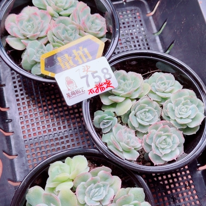 多肉植物多肉植物
