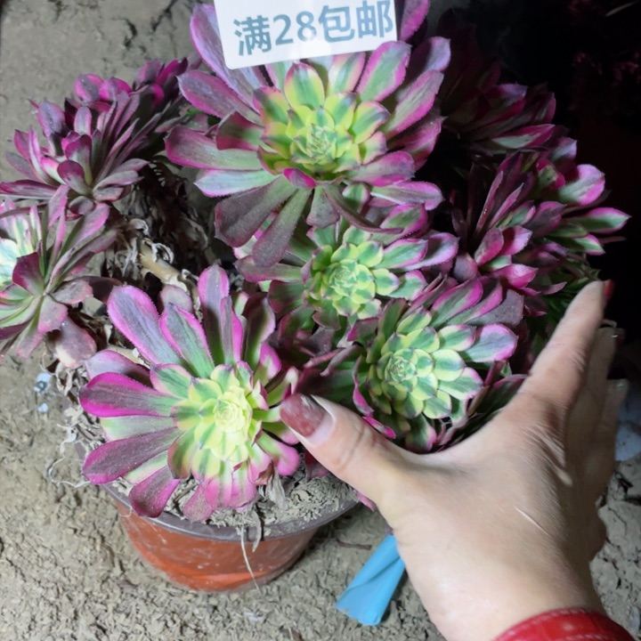 3700二号棚舞天姬