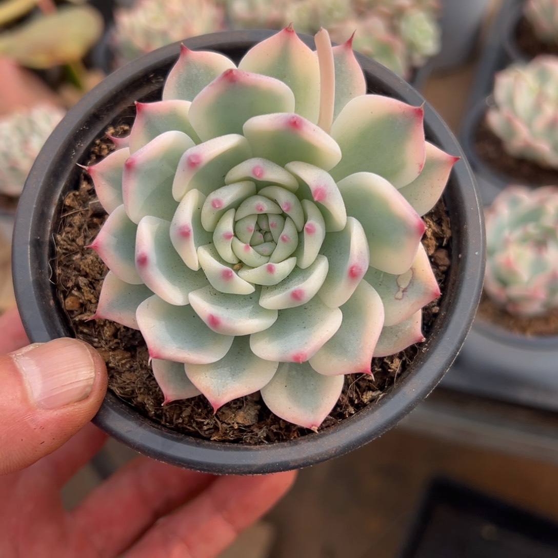 淘多肉吉娃娃锦一个