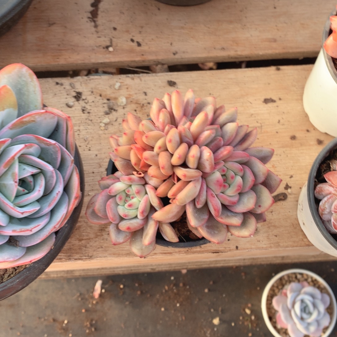 多肉葡萄秋天也能收获新鲜草莓了