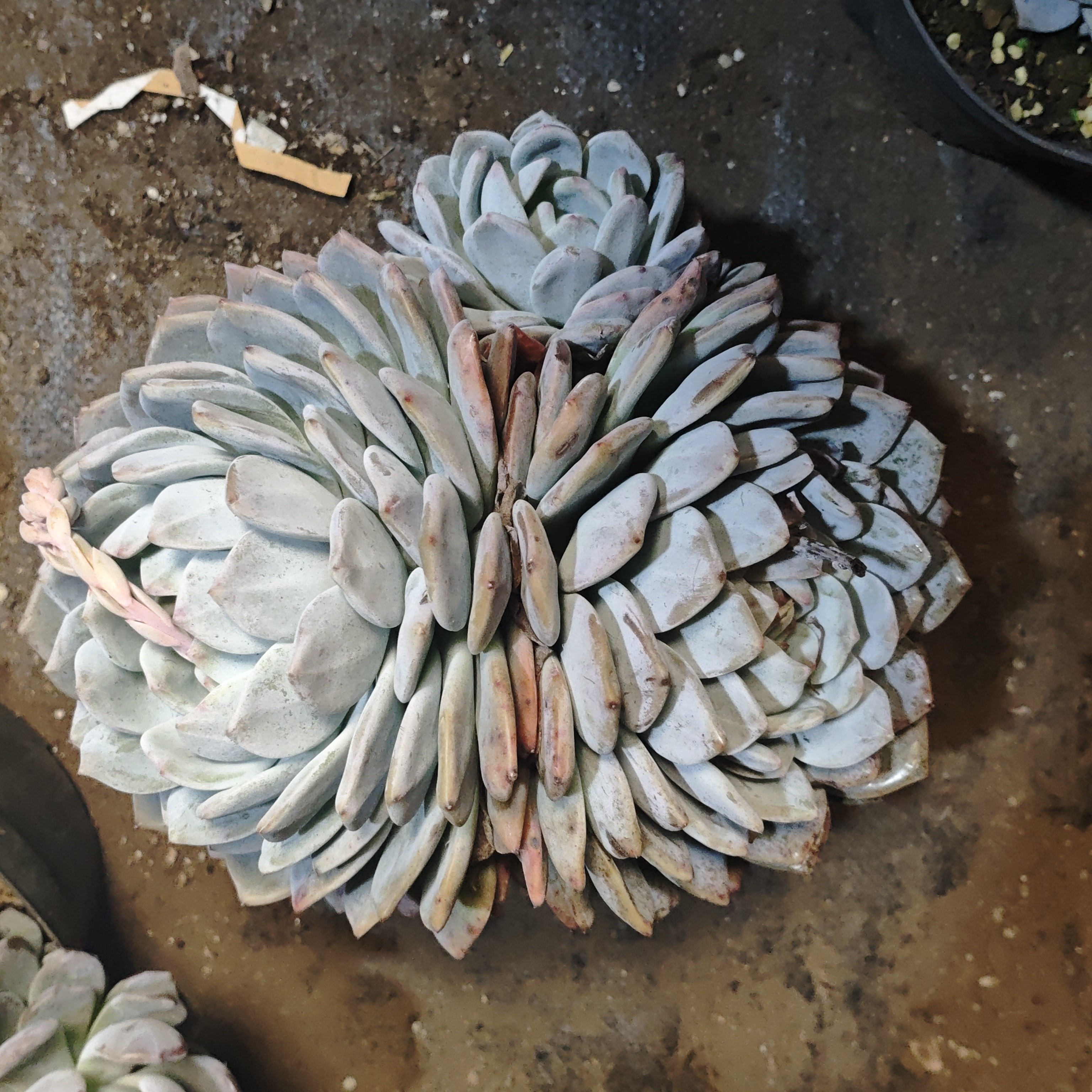 多肉植物橙梦露1颗