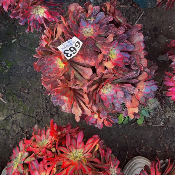 烟花花27-50包邮花花