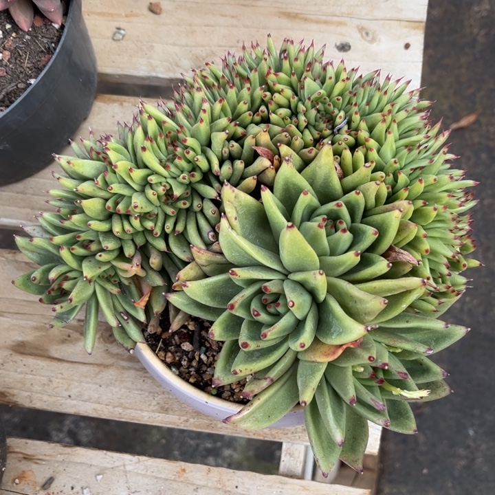 乌木缀多肉植物8228