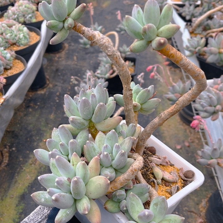 星空美人造型老桩