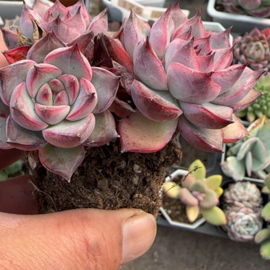 120睫毛巧克力多肉