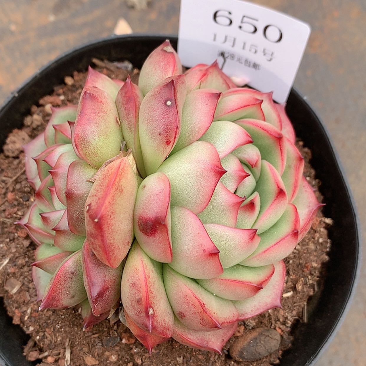 【闪购商品】云650