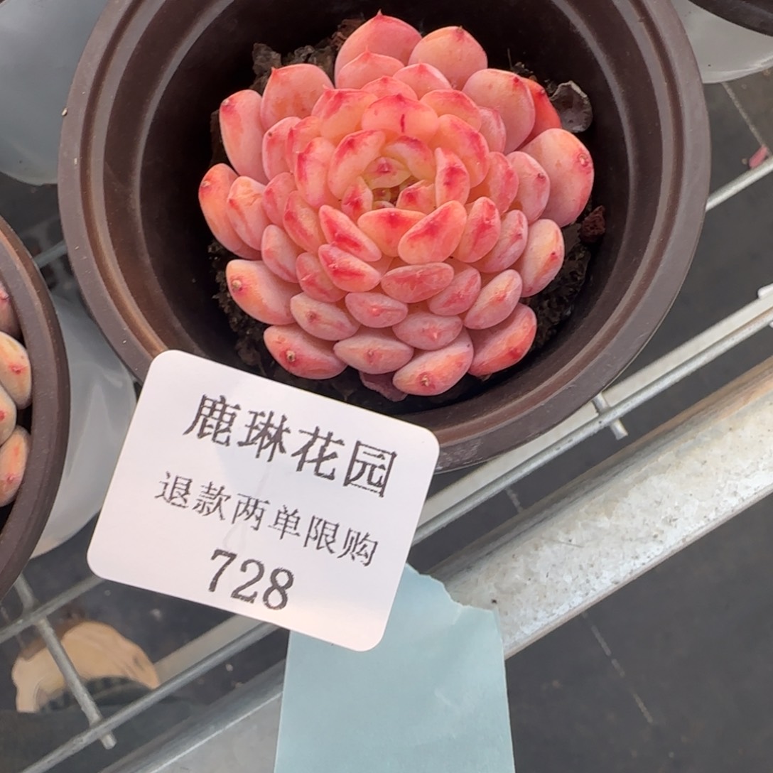 娇*?闪购精品多肉728号