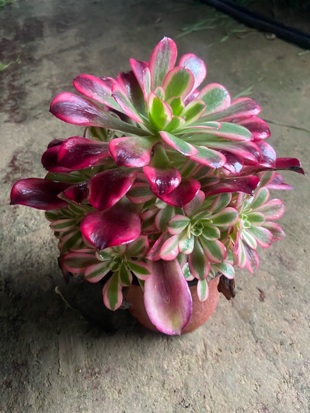 粉女巫法师美杜莎缀化多肉植物包邮室内阳台绿植盆栽