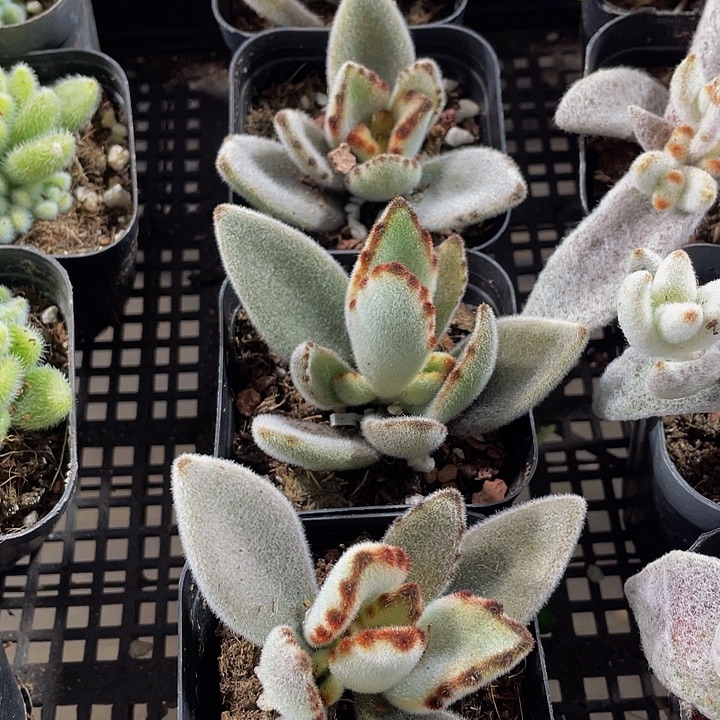 月兔2.8带盆土发货