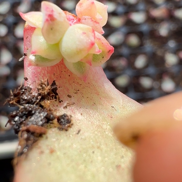 红玫瑰覆轮叶片一物一拍