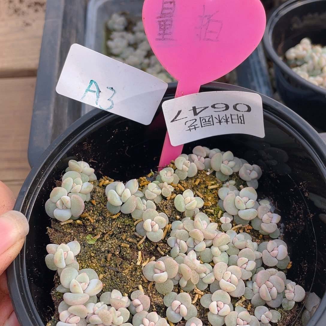 量拍多肉植物多肉植物647