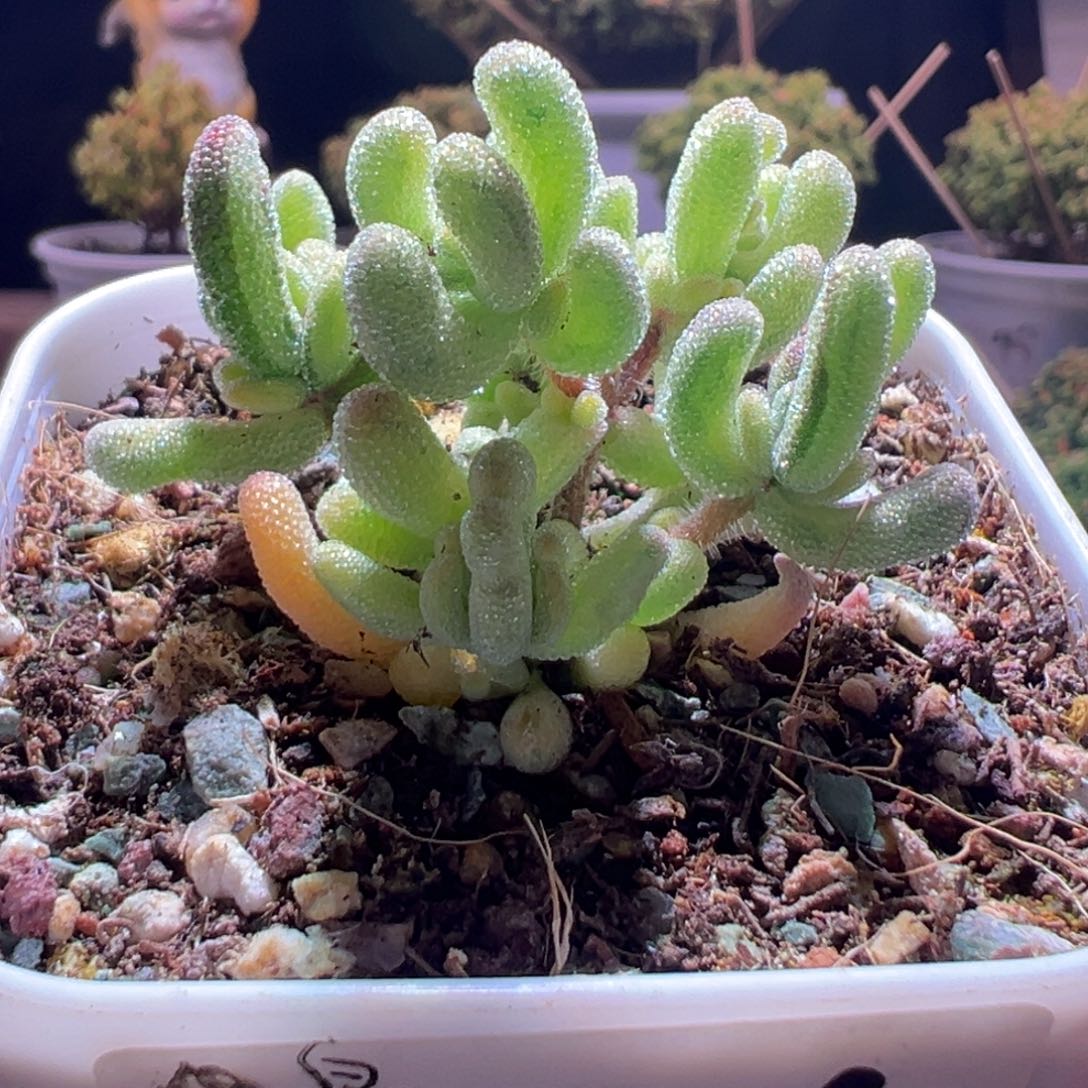 426超白一物一拍包开箱