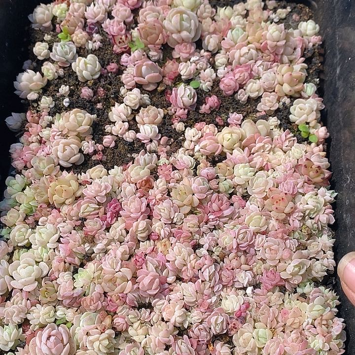 127 多肉植物盆栽花卉植物