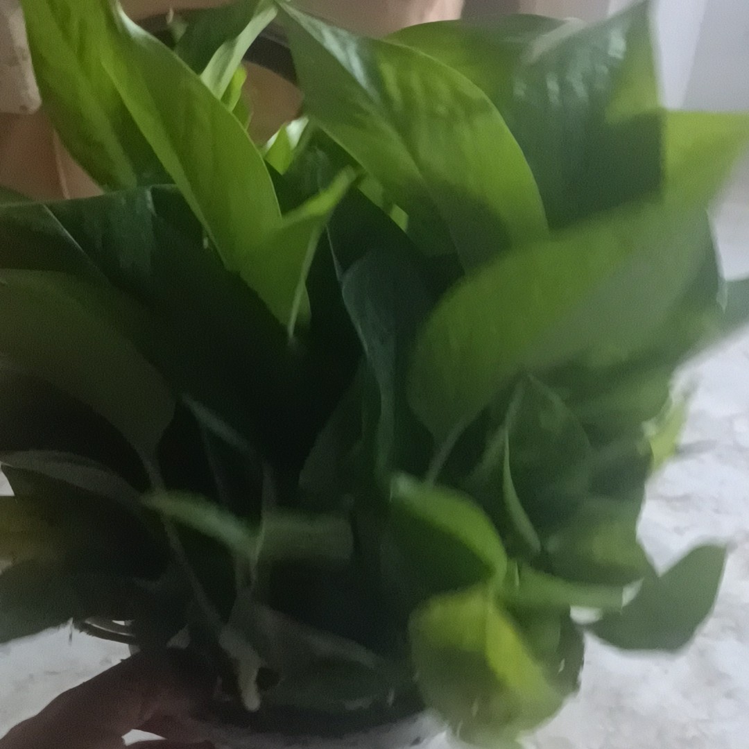 180型小盆绿箩