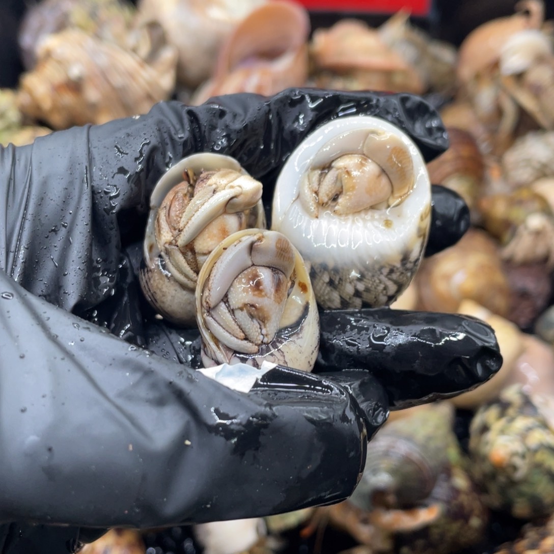 不退不换谢谢支持28