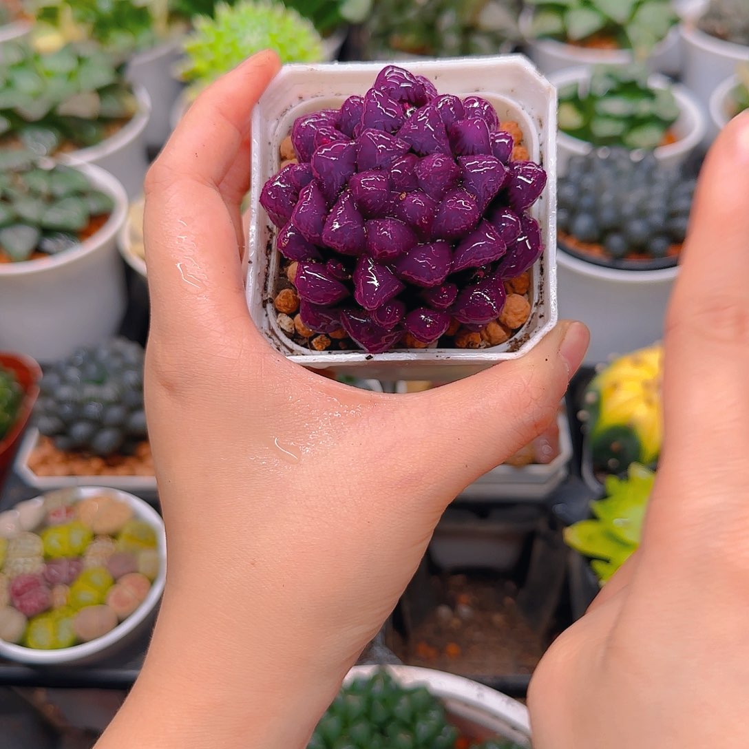 紫宝石冰灯玉露，原盆