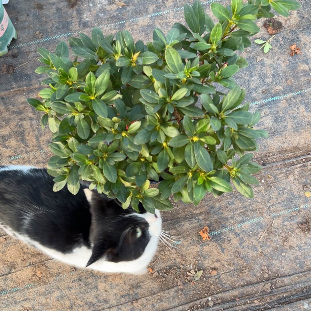 李***完全开放大富贵杜鹃花