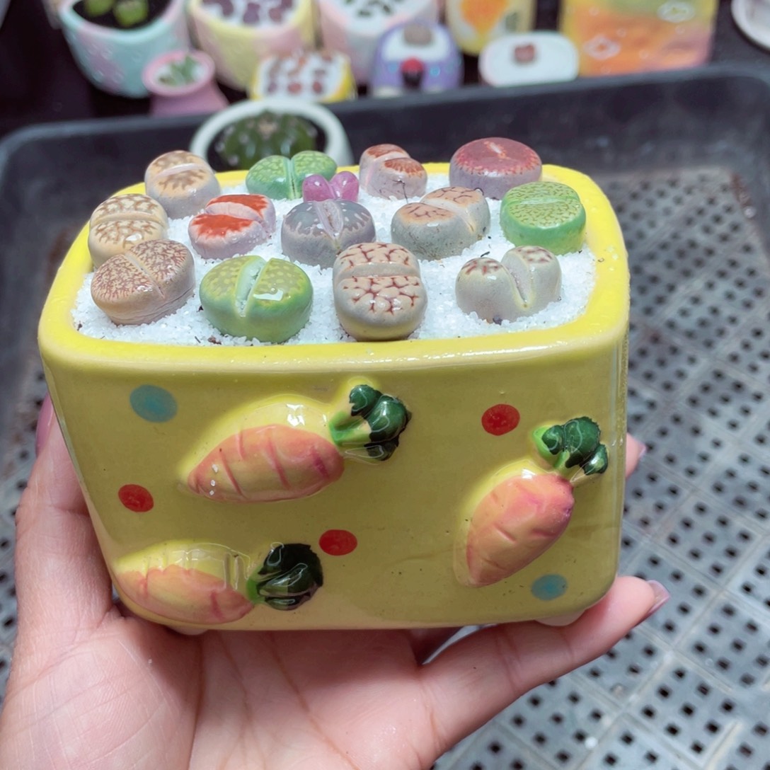 w6370 -零下地区拍保温箱-15支持寄养