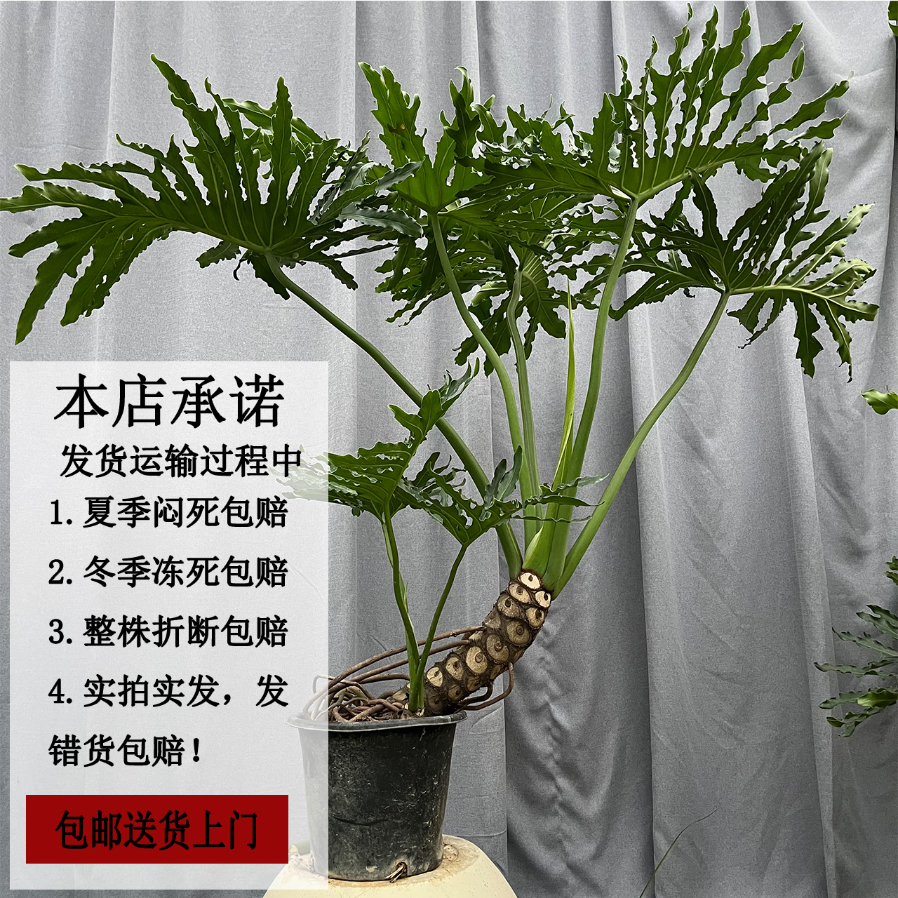 一物一拍高桩龙鳞春羽大型老桩盆栽土培室内绿植吸甲醛蔓绿绒春羽