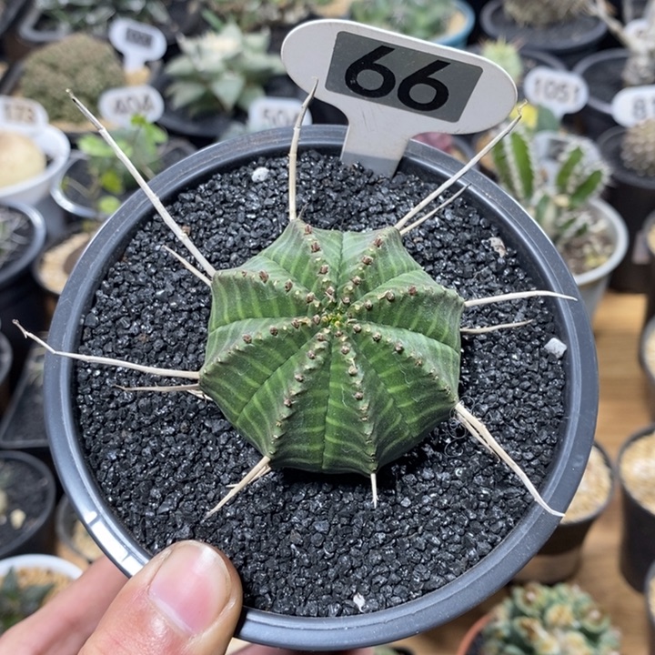 尾****强专拍66号法丽达大戟